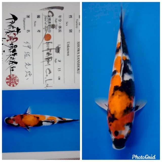 Showa jumbo isa farm