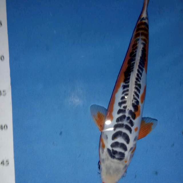 Shusui 27 cm