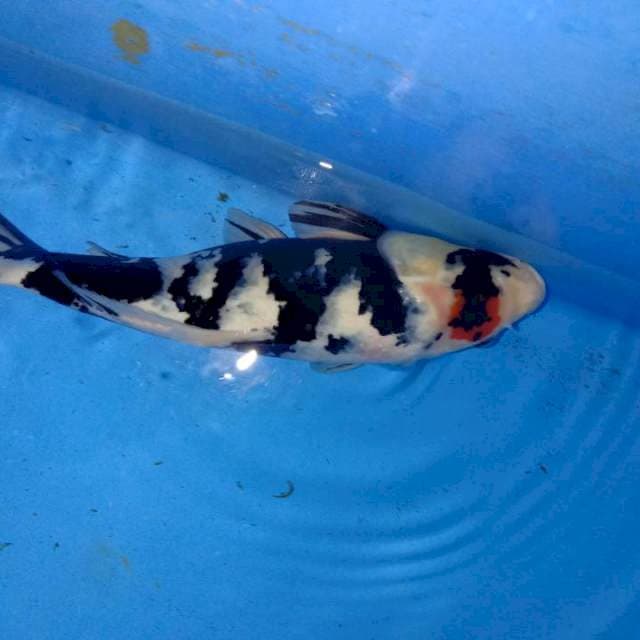 Tancho showa 35cm