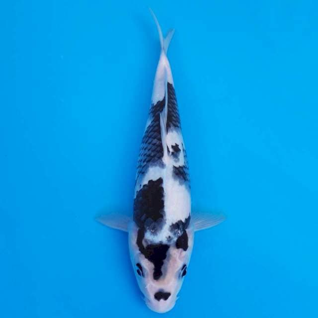 Shiro utsuri 27cm