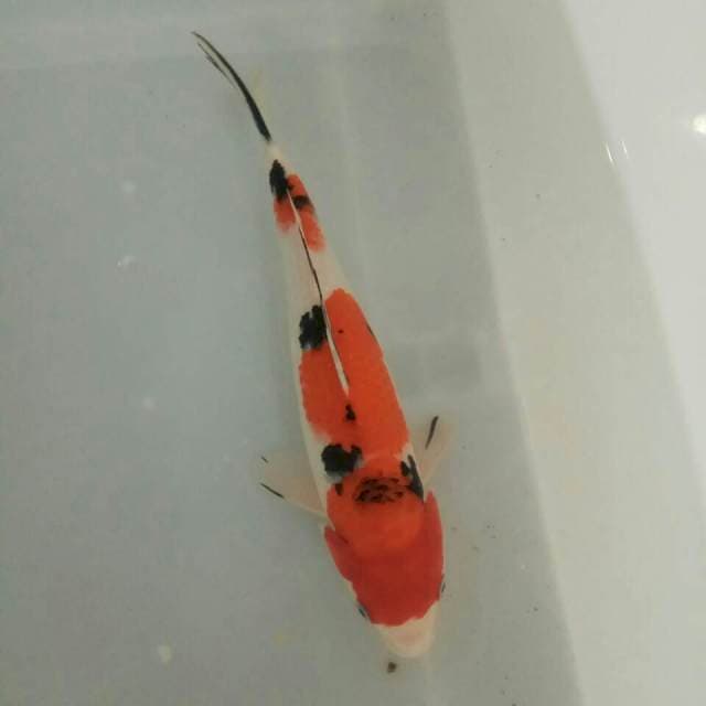 Sanke yahud 33 cm