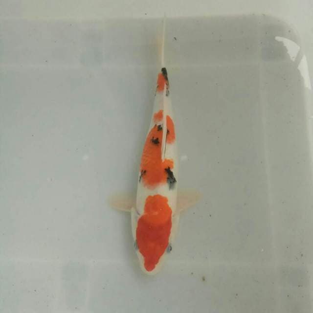Sanke 33cm