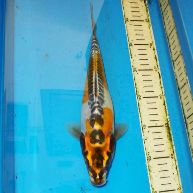 30cm ANTIQUE