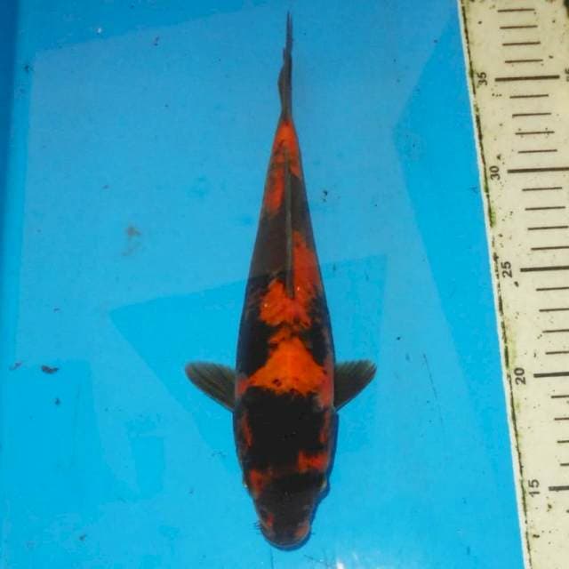 25cm UTSURI doitsu