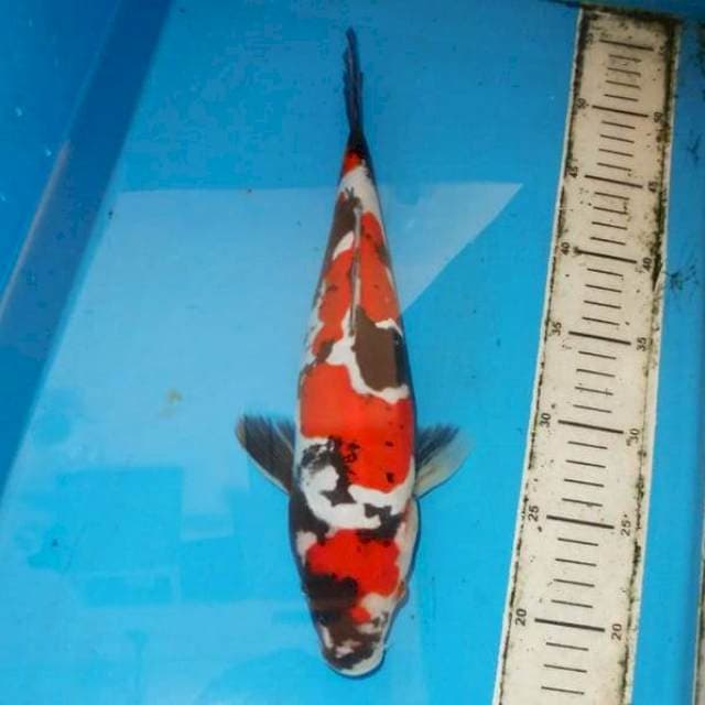 36cm SHOWA doitsu