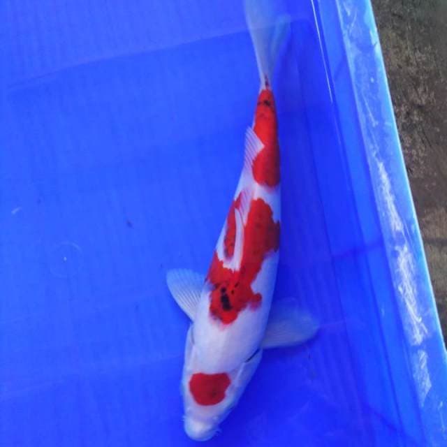 Sanke 30cm male