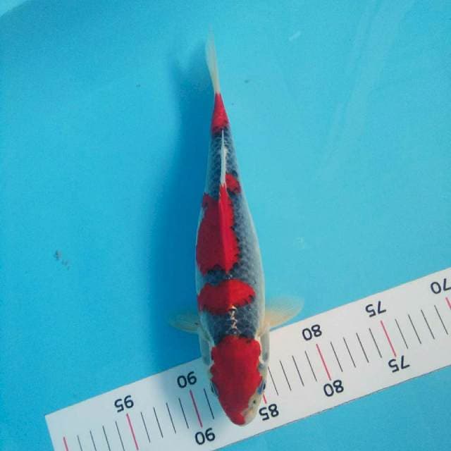 Merah goshiki*30cm