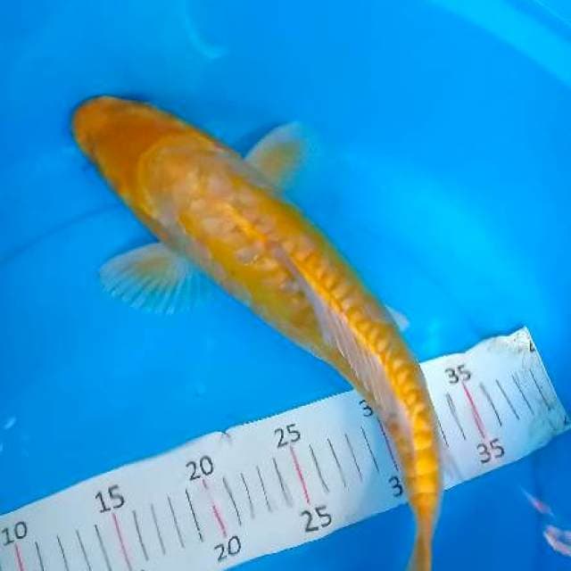 Ogon 38 cm