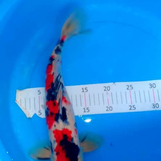Sanke 40cm male