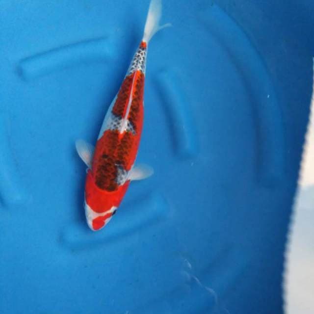 Goshiki 35cm