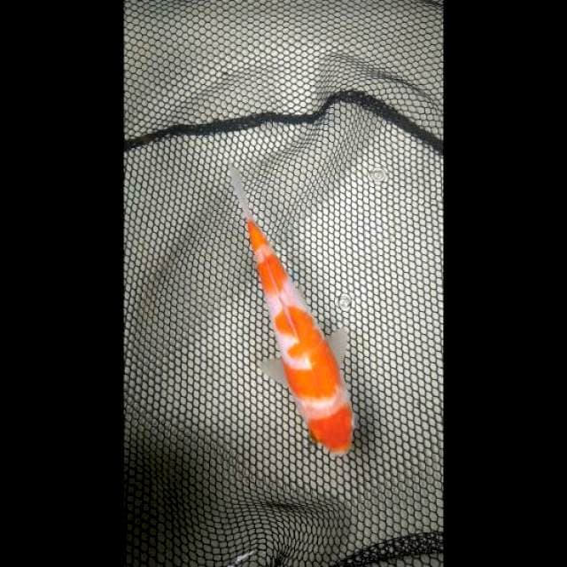 Kohaku