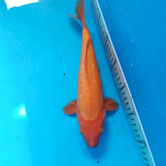Benigoi ginrin 32cm