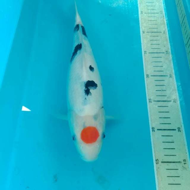 Tancho Sanke, 34 cm
