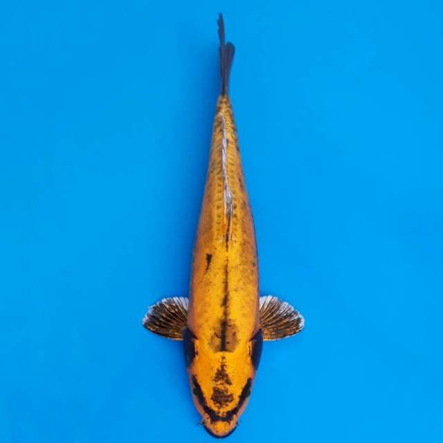 Banana rare 24cm