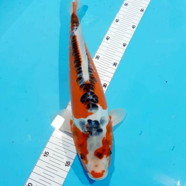 Hansui 36 cm male