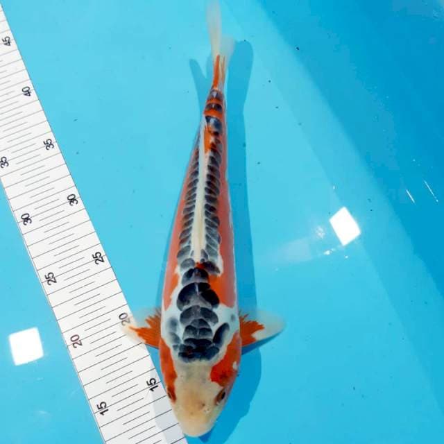 Hansui 30cm male