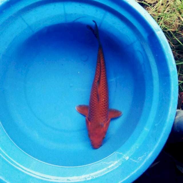 Tembaga 33cm