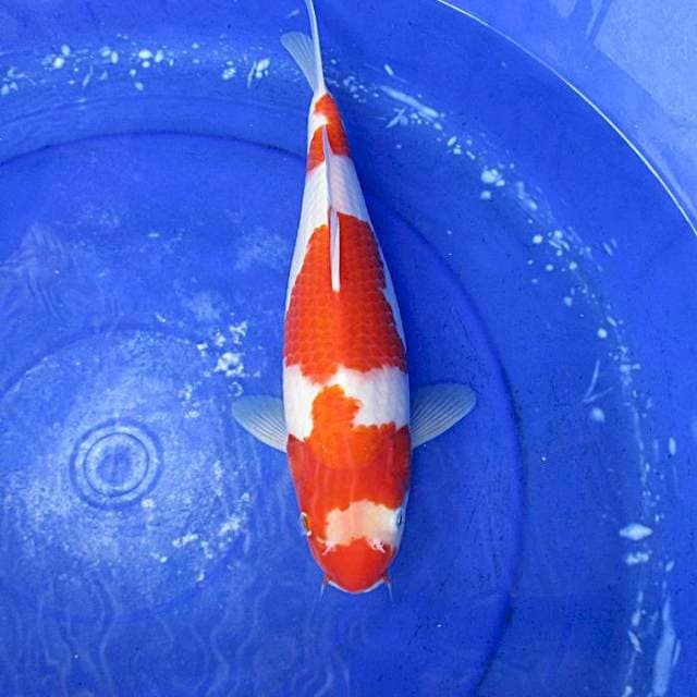 Kohaku ±35bu f1