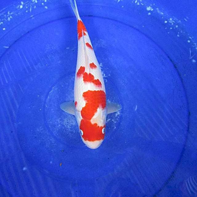 Kohaku ±35bu
