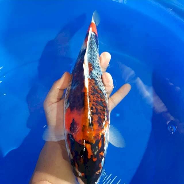 Ghosiki fm 35 cm