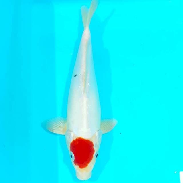 Tancho doit 25 cm