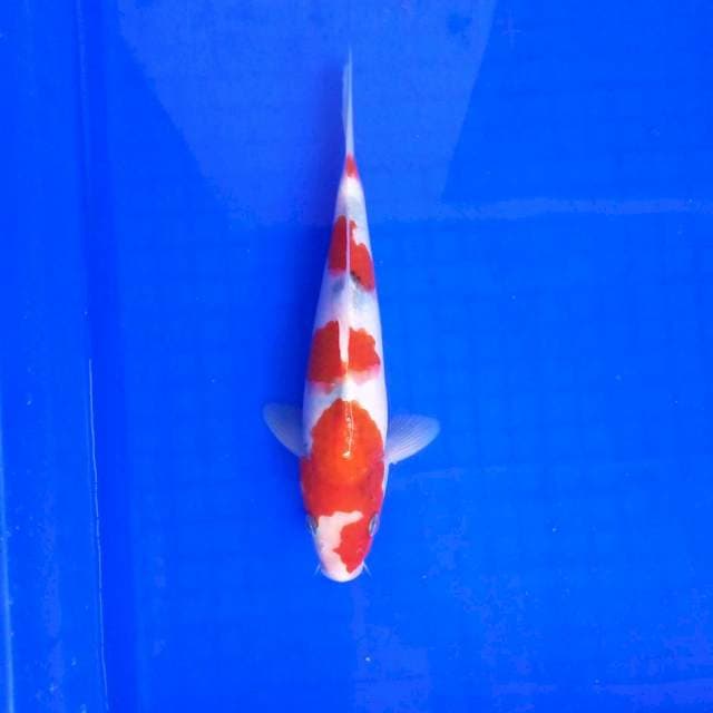 Best Tategoi # 24cm MALE