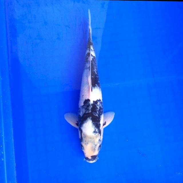 Shiro Milenium # 30cm MALE