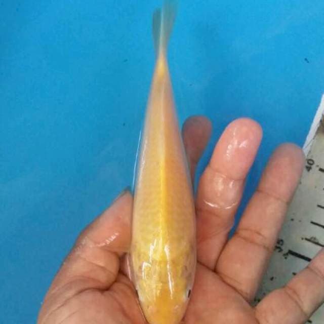 Karashi mata merah