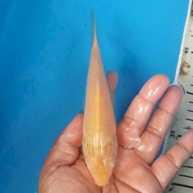 Karashi mata merah
