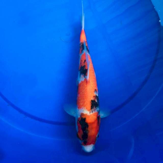 HI SHOWA 25cm