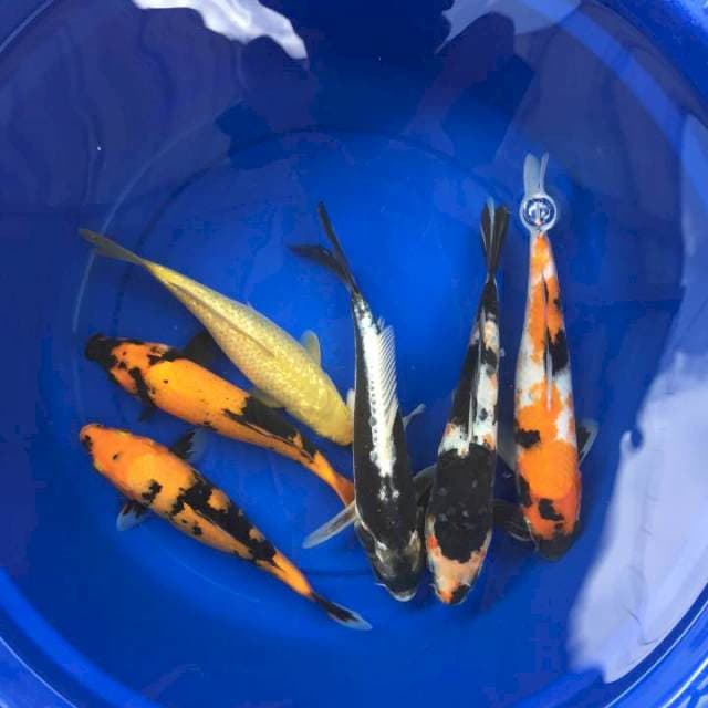 Mix Koi 6 ekor