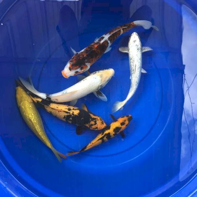 Mix Koi 6 Ekor Murmer