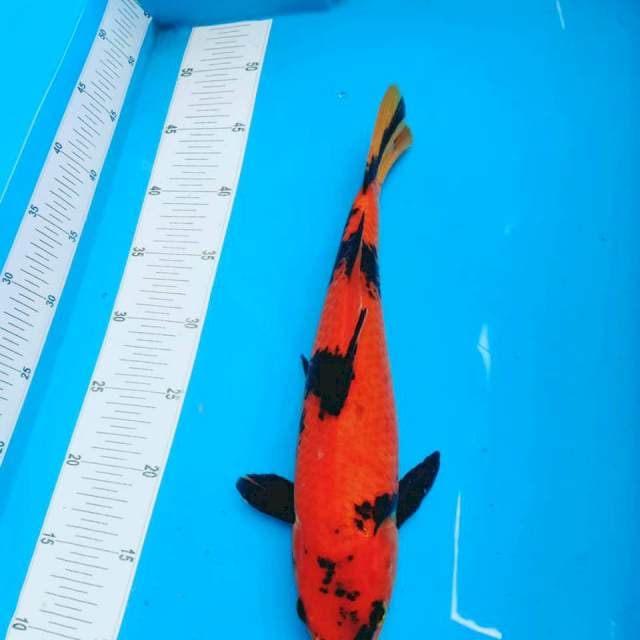 UTSURI MERAH STRONG 32CM