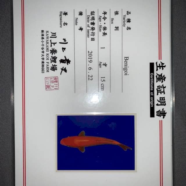 BENIGOI KAWAKAMI 20BU