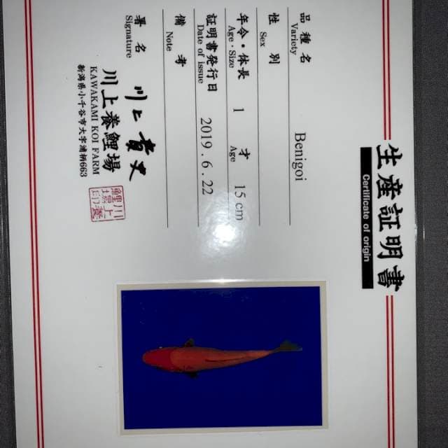 BENIGOI KAWAKAMI 20BU