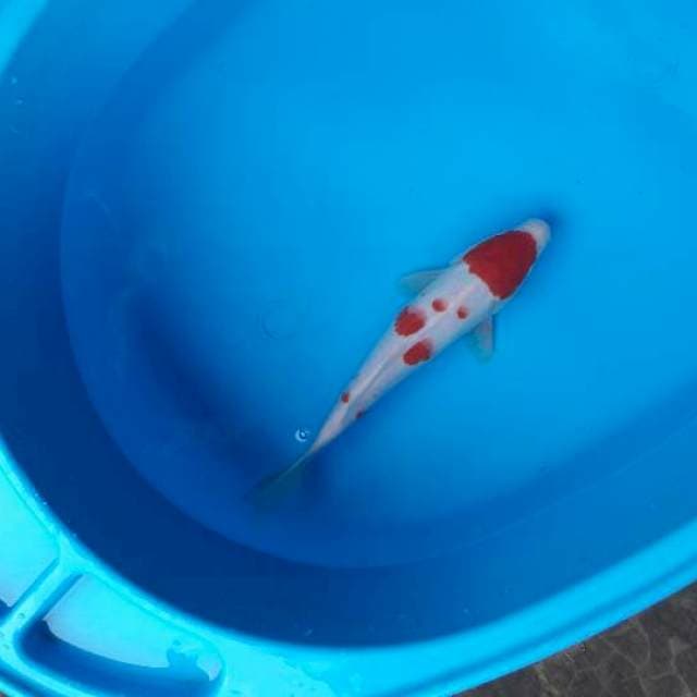 24 cm tanco