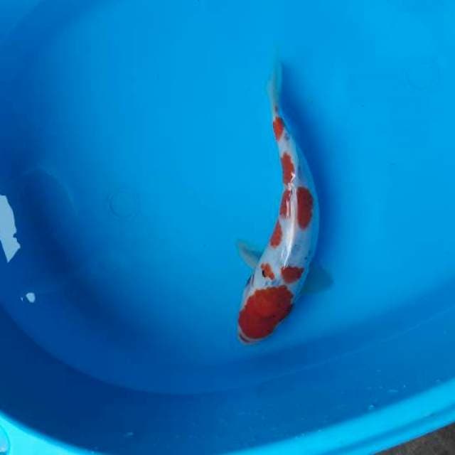 25 kohaku
