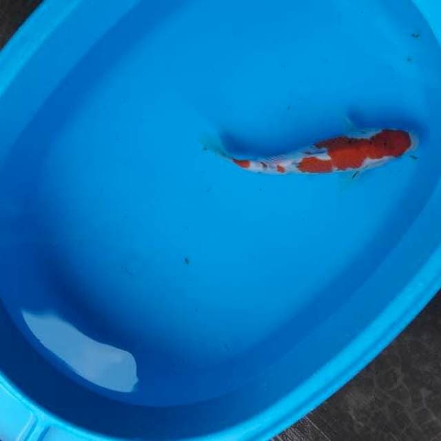 24 cm sanke