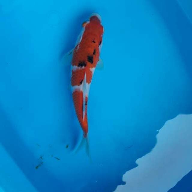 26 cm sanke