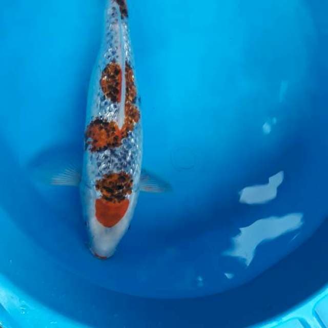 35 cm gosiki ginrin