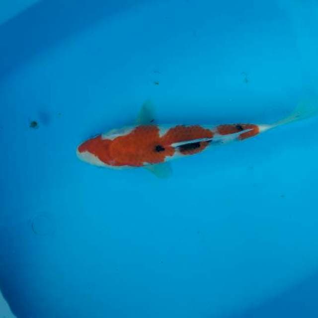 25 cm sanke
