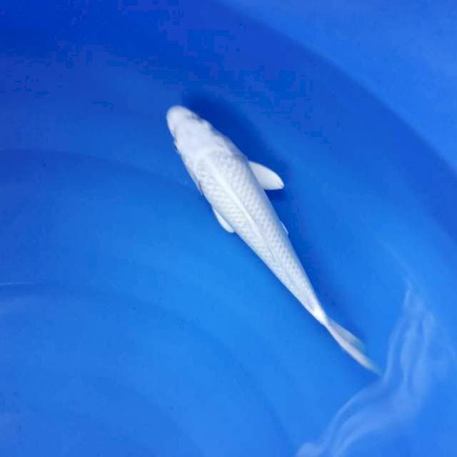 28 cm