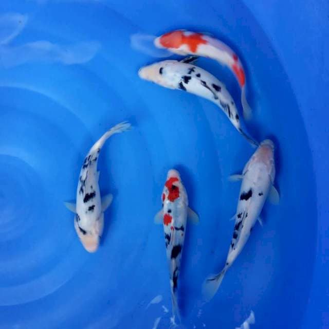 Mix