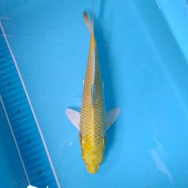 Yamabuki ogon