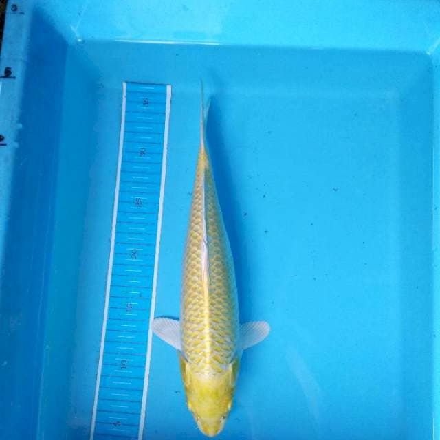 Yamabuki 32 cm
