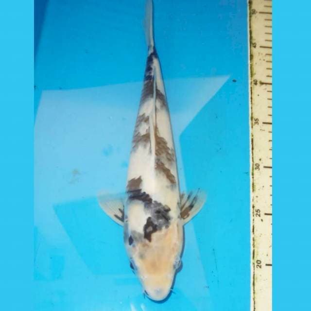 35cm SHIRO
