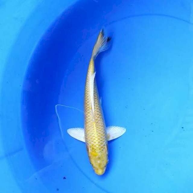 Yamabuki 28 cm