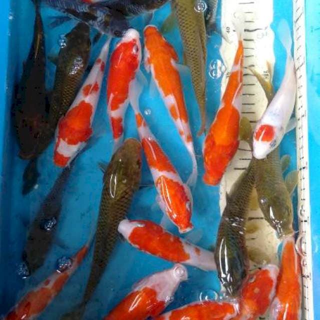 Mix. 30ekor kohaku cagoi Midori ochiba 15-20cm