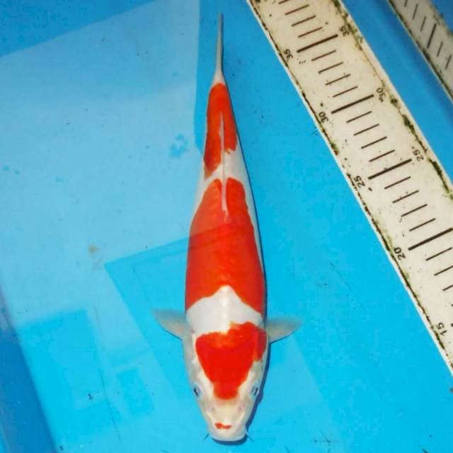 28cm KOHAKU DOITSU