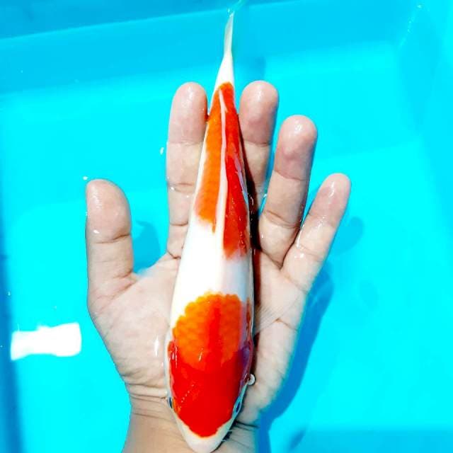 Nindan kohaku 23 cm ory
